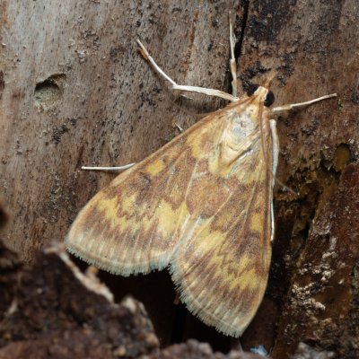Ostrinia nubilalis (zavíječ kukuřičný), NS Bučín