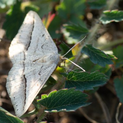 Isturgia arenacearia (kropenatec čičorkový), Hády