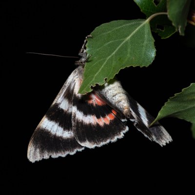 Catocala elocata (stužkonoska topolová), Bratčice