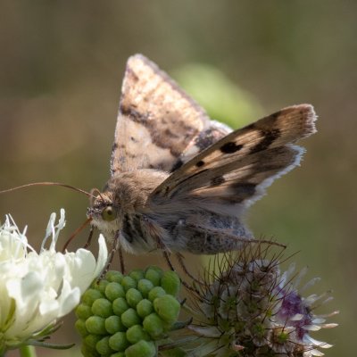 Heliothis viriplaca (černopáska štětková), NPP Červený kopec