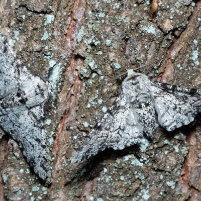 Biston betularia (drsnokřídlec březový), Žebětín