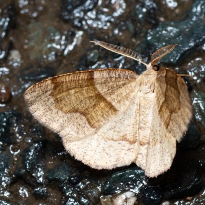 Plagodis pulveraria (kropenatec vrbový), Podkomorské lesy, Kopeček