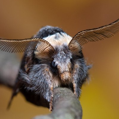 Poecilocampa populi (bourovec topolový), Žebětín
