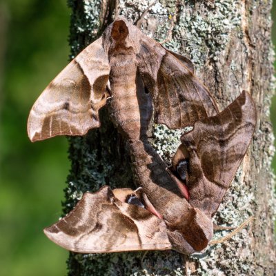 Smerinthus ocellatus (lišaj paví oko), PR Kamenný vrch