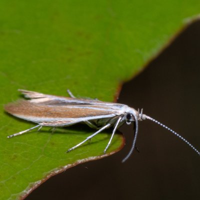 Coleophora sp., Hády - Ruženin lom