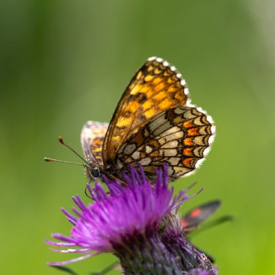 Melitaea athalia (hnědásek jitrocelový), SK, Štôla