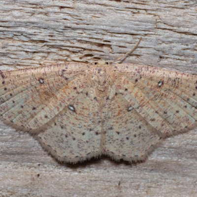 Cyclophora porata (očkovec březový), Havranické vřesoviště