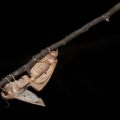 Perigrapha munda (jarnice černoskvrnná), Hády - odkaliště