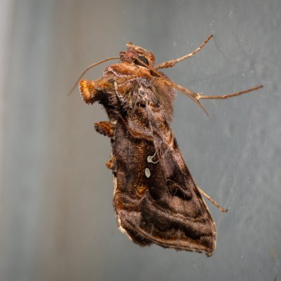 Autographa pulchrina (kovolesklec brusnicový), SK, Štôla