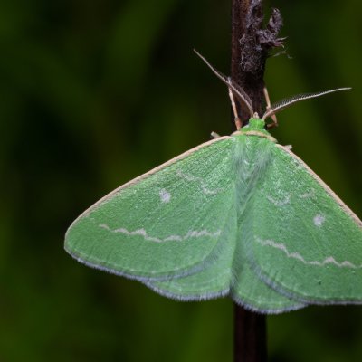 Thetidia smaragdaria (zelenopláštník řebříčkový), Hády