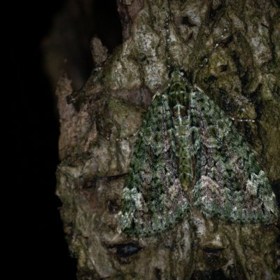 Chloroclysta siterata (píďalka lípová), Žebětín