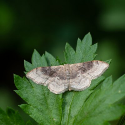 Idaea degeneraria (žlutokřídlec proměnlivý), Podkomorské lesy