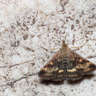 Pyrausta despicata (zavíječ stepní), PR Svatý kopeček