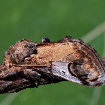 Notodonta ziczac (hřbetozubec vrbový), Hrabětice