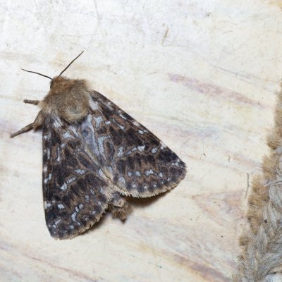 Pharmacis carna (hrotnokřídlec horský), SK, Štôla