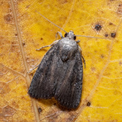 Athetis hospes (-), Hrabětice