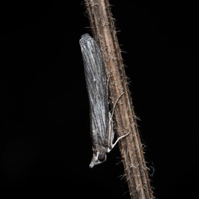 Epischnia prodromella (-), Hády