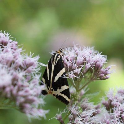 Euplagia quadripunctaria (přástevník kostivalový), PR Rakovecké stráně a údolí bledulí