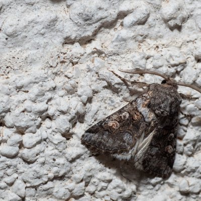 Cleoceris scoriacea (jasnobarvec bělozářkový), HR, Jablanac