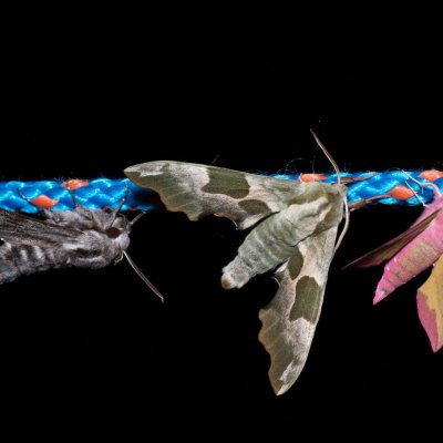 Sphinx pinastri (lišaj borový), Mimas tiliae (lišaj lipový), Deilephila porcellus (lišaj kyprejový), Kývalka