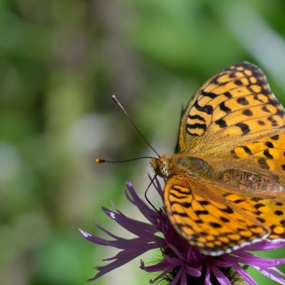 Argynnis adippe (perleťovec prostřední), SK, Štôla