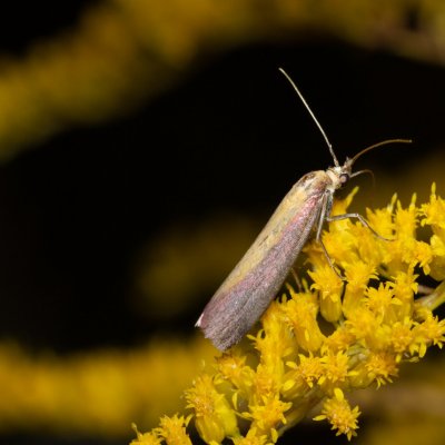 Oncocera semirubella (zavíječ červenožlutý), PR Kamenný vrch