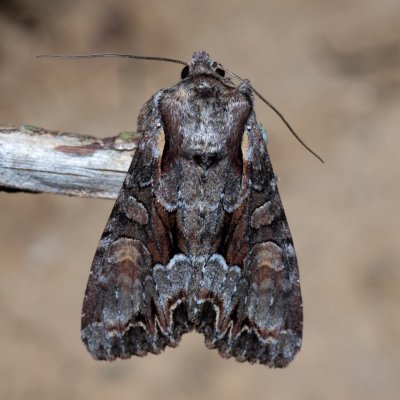 Lacanobia w-latinum (můra kručinková), NPP Červený kopec