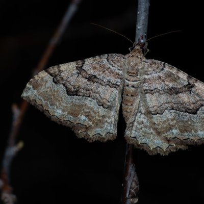 Hydria cervinalis (píďalka jarní), Lysá hora u Ochozu
