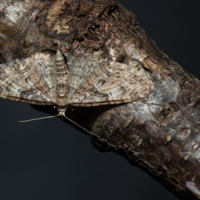 Eupithecia sp., Žebětín