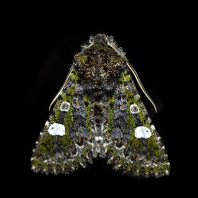 Valeria oleagina (pestroskvrnka březnová), Urbanův kopec, Ostopovice