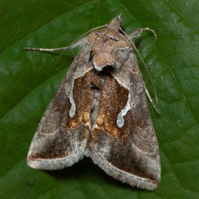 Macdunnoughia confusa (kovolesklec řebříčkový), PP Kavky