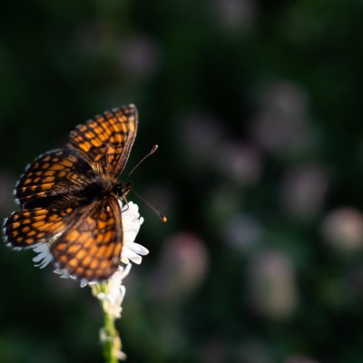 Melitaea athalia (hnědásek jitrocelový), PR Kamenný vrch