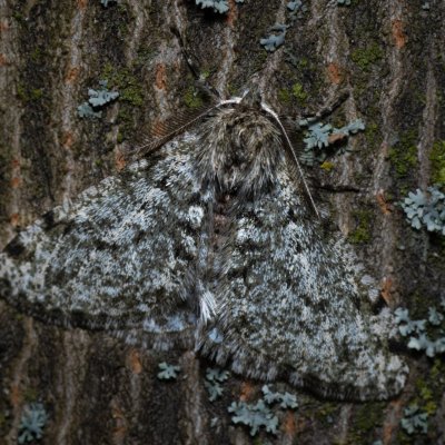 Phigalia pilosaria (drsnokřídlec hrušňový), PR Kamenný vrch