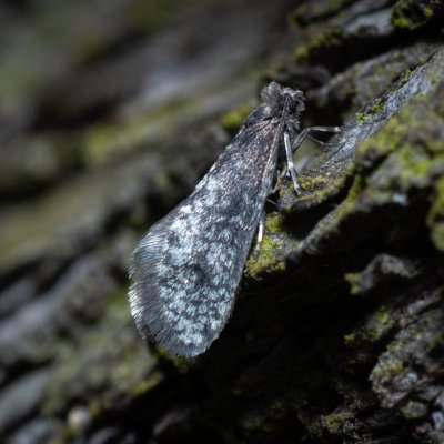 Dahlica sp., Žebětín