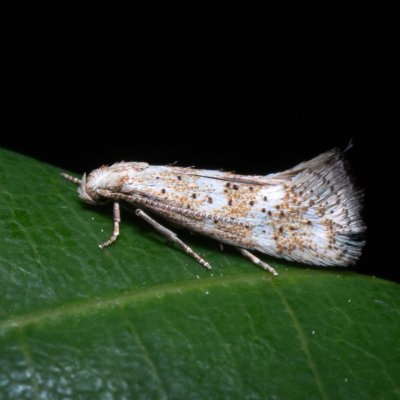 Elachista subocellea (-), PP Střelický les