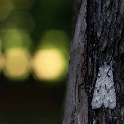 Lithophane ornitopus (dřevobarvec lesní), Žebětín