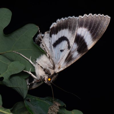 Catocala fraxini (stužkonoska modrá), Hrušovany u Brna