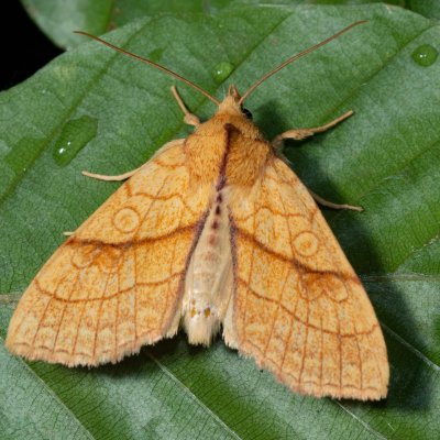 Tiliacea citrago (zlatokřídlec lipový), Kývalka