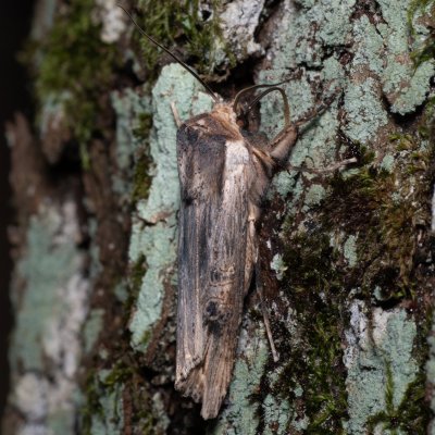 Xylena exsoleta (dřevobarvec bodlákový), Žebětín