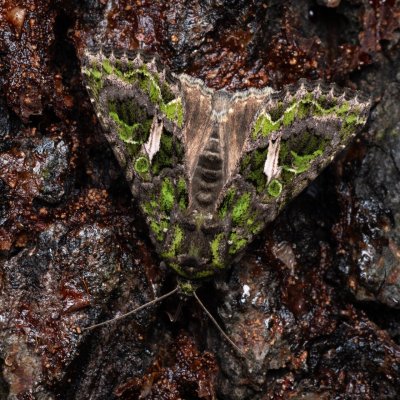 Trachea atriplicis (blýskavka lebedová), NPP Pouzdřanská step - Kolby