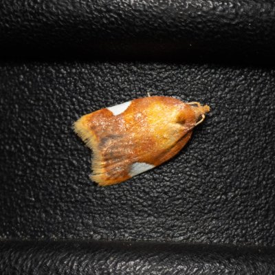 Acleris holmiana (obaleč hrušňový), Hády - lesní lom