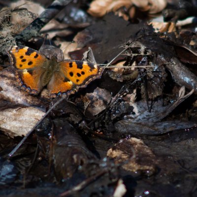 Nymphalis polychloros (babočka jilmová), PP Augšperský potok