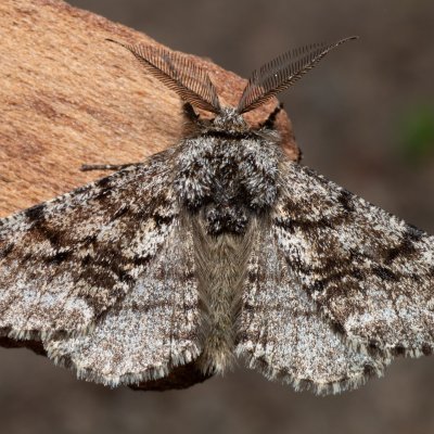 Lycia hirtaria (drsnokřídlec třešňový), PP Bobrava