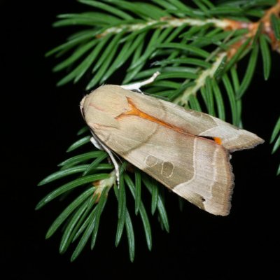 Noctua fimbriata (osenice zemáková), Helenčina studánka