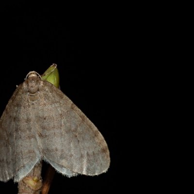 Operophtera brumata (píďalka podzimní), Žebětín