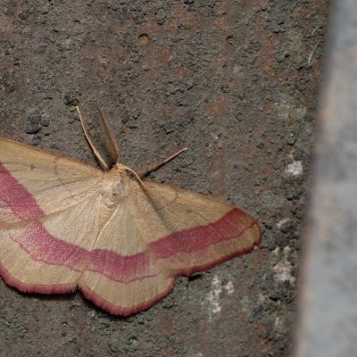 Rhodostrophia vibicaria (žlutokřídlec janovcový), Kývalka