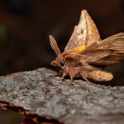 Euthrix potatoria (bourovec trávový), Devět křížů