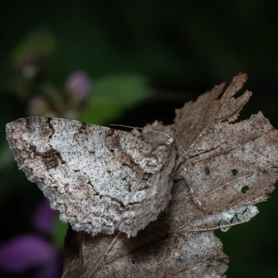 Paradarisa consonaria (různorožec lipový), PP Bobrava