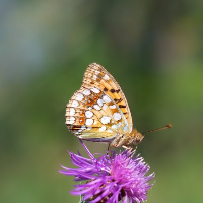 Argynnis adippe (perleťovec prostřední), Podkomorské lesy