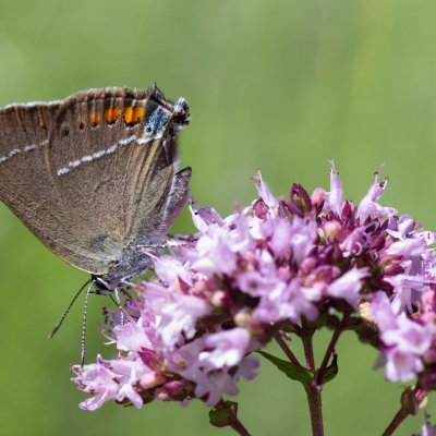 Satyrium spini (ostruháček trnkový), Hády